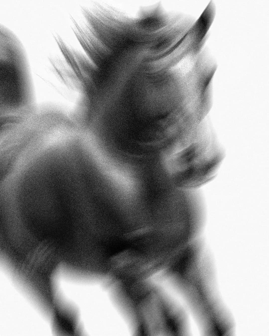 Un cheval au galop, saisi en filé.